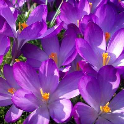 <!--002--> Crocus (purple)