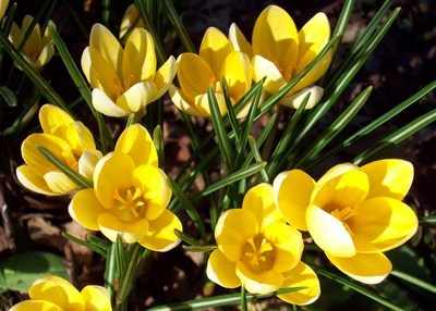 <!--001-->Crocus (pale yellow)