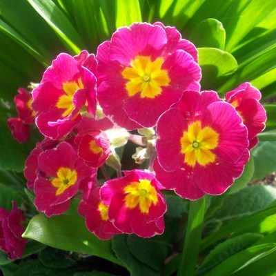 <!--001-->Primula Polyanthus