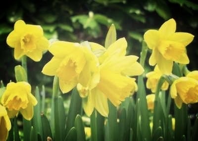 <!--002--> Daffodils