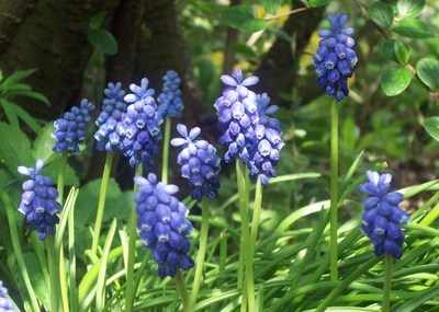 <!--004-->Grape Hyacinths