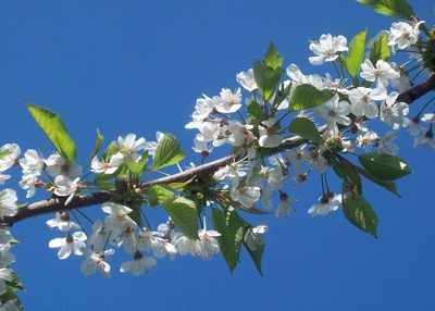 <!--005-->Ornamental Cherry Blossom (sky)