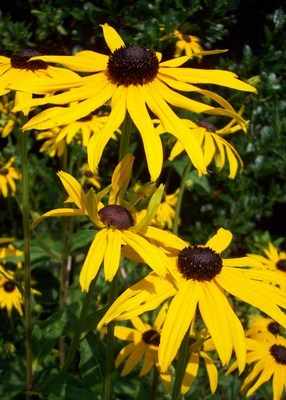 <!--02-->Rudbeckia