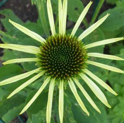 <!--06-->Echinacea (white)