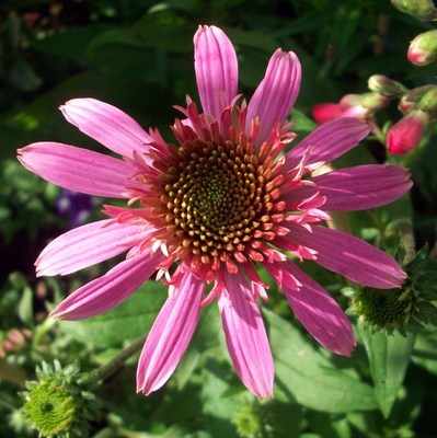 <!--03-->Echinacea Pink Double Delight