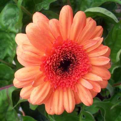 <!--04-->Gerbera