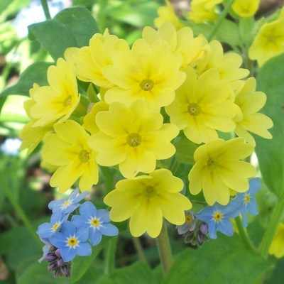 <!--003-->Cowslip and Forget-me-nots