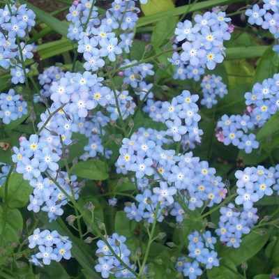 <!--007-->Forget-me-nots