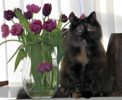 tortie