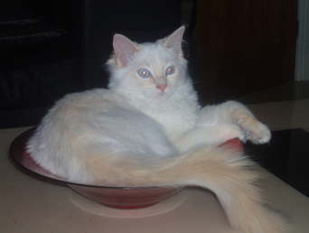 Eddie Red Cpt in a bowl
