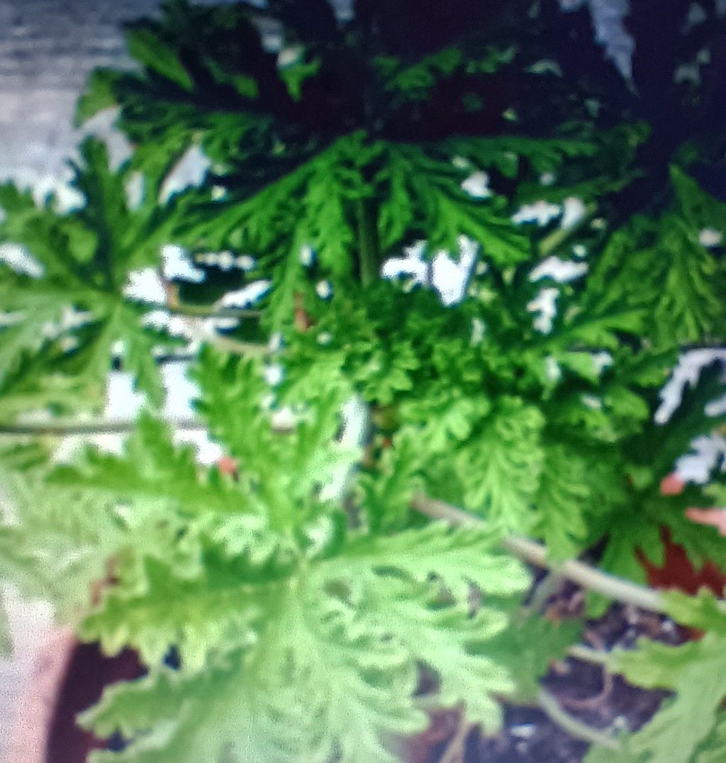 Rose Geranium Essential Oil 