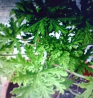 Rose Geranium Essential Oil 10ml  OCTOBER SPECIAL OFFER