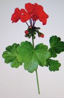 Geranium Essential Oil 10ml  OCTOBER SPECIAL OFFER