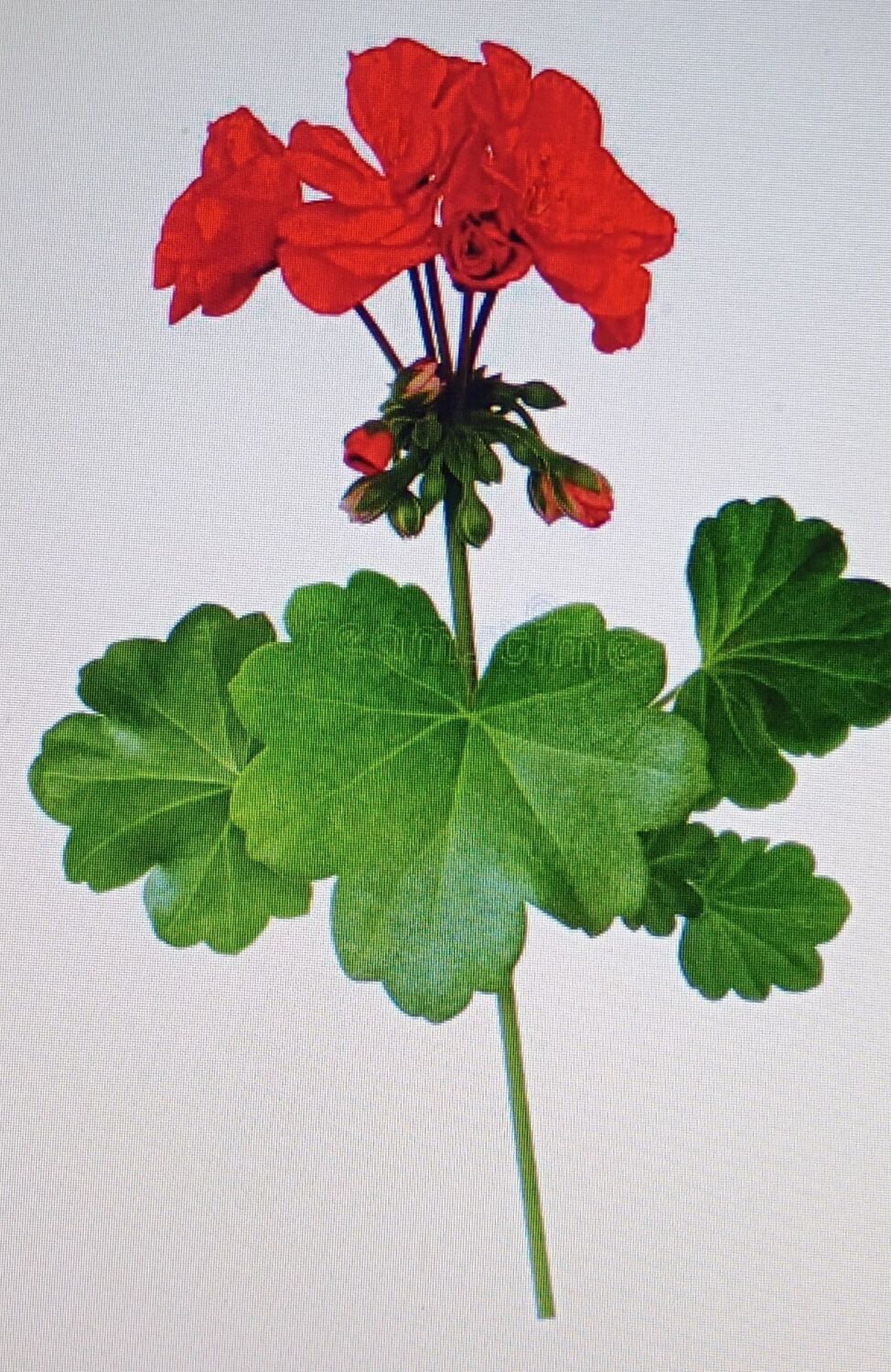 Geranium Essential Oil