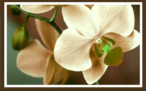 Chocolate Orchid- 