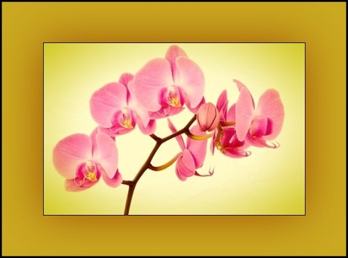 Pink Orchid & Amber  - Price from 
