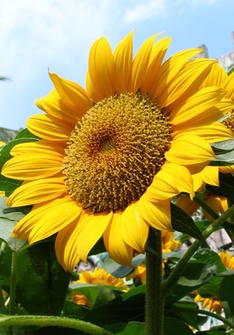 Sunflower. Price from