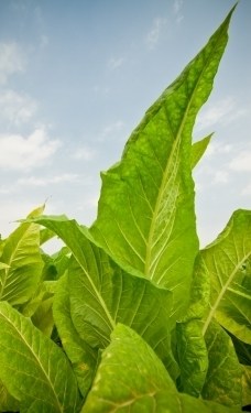 Tobacco Plant - Price from ...
