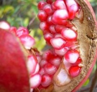 Pomegranate - Price from 