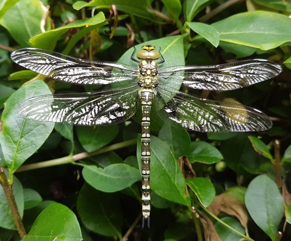 Dragon Fly GD 2