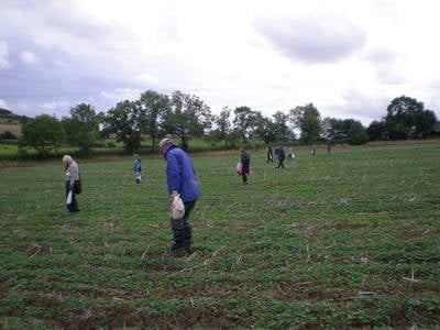 Fieldwalking