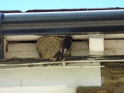 House Martin