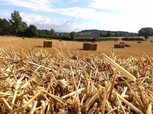 over the bales to Little Dalby woods