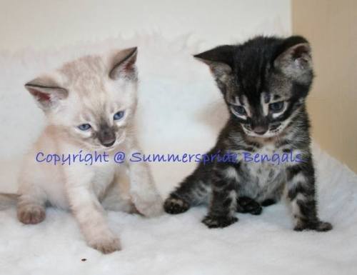 Bengal kittens for sale in Scotland