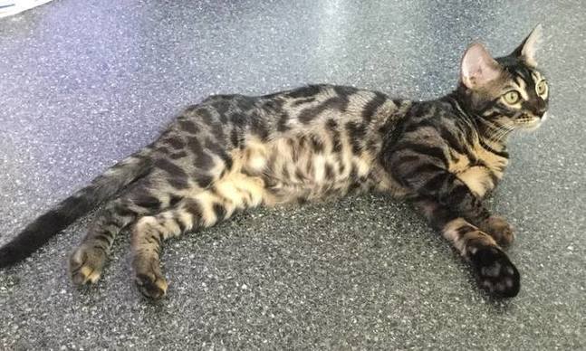 35 Top Photos Charcoal Brown Bengal Cat - The Joys And Hazards Of Living With A Pet Bengal Cat Pethelpful By Fellow Animal Lovers And Experts