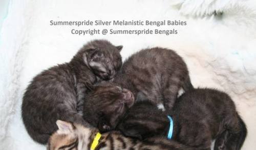 Bengal kittens for sale in Scotland