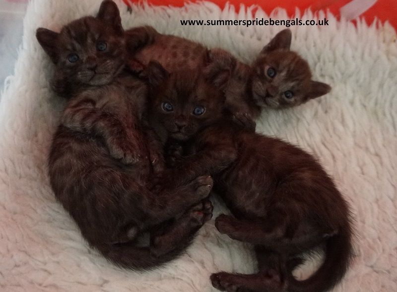 Kisses and Sambucas babies 4 weeks old their last litter Kisses and Sambucas babies 4 weeks old their last litter