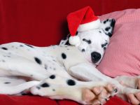 Dalmatian dog asleep with head on pillow wearing Father Christmas hat