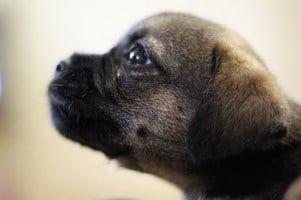 Border Terrier puppy