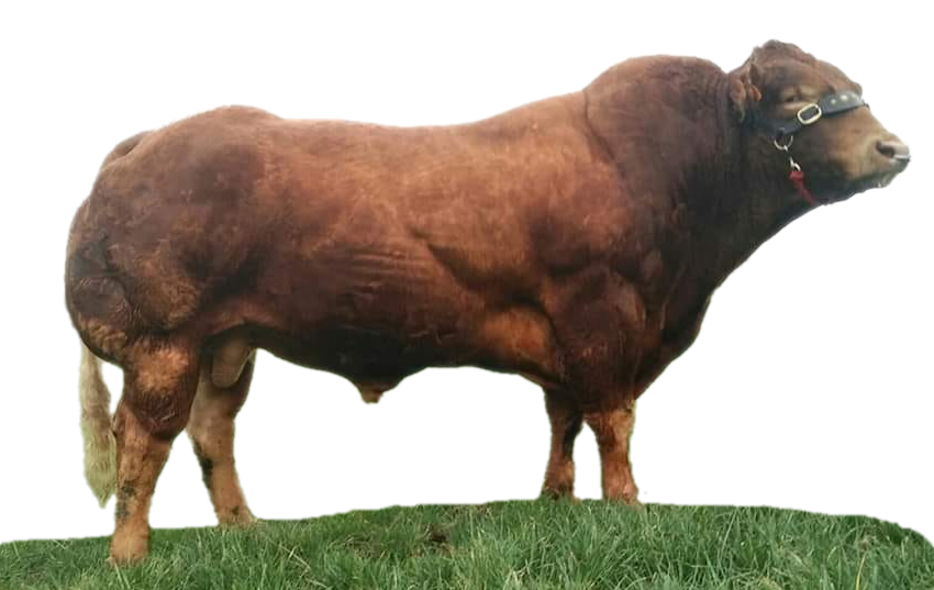 Elderberry Limousins