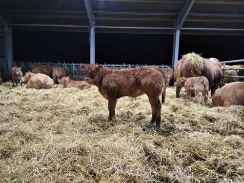 jac heifer calf