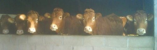 Recipient homebred heifers