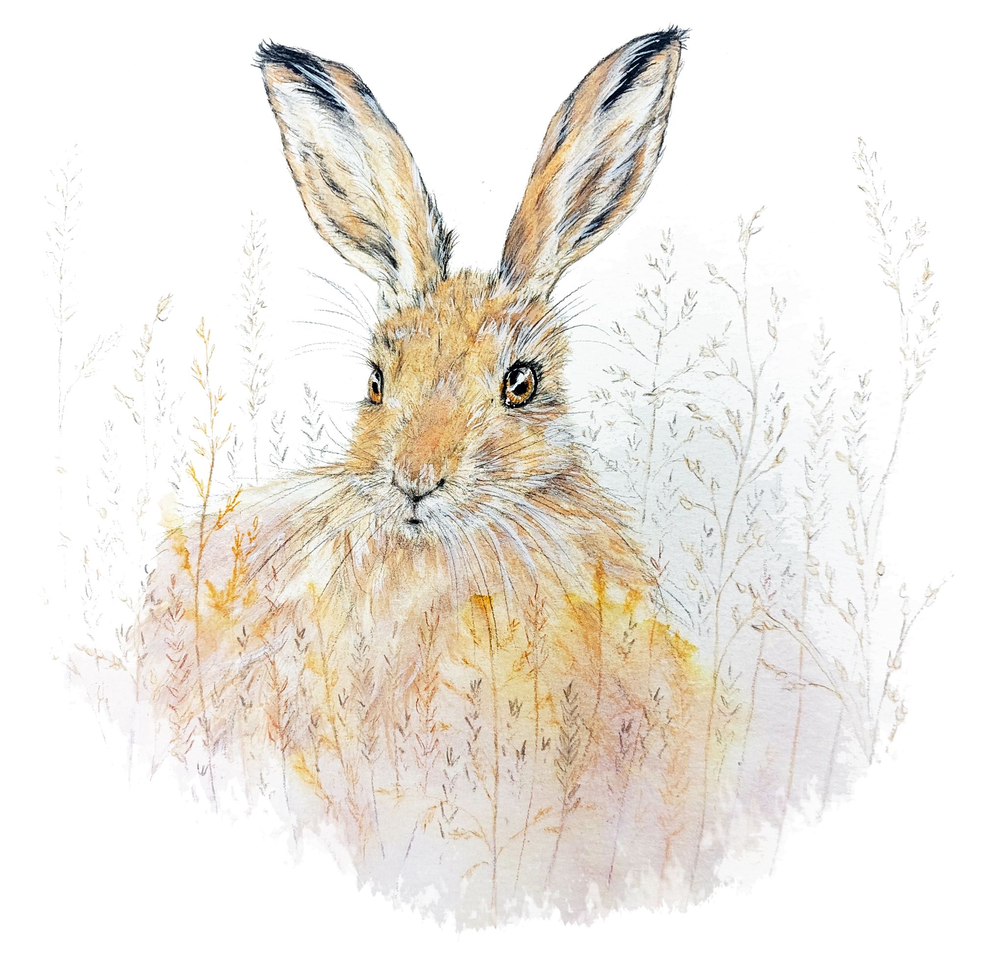 hare 2