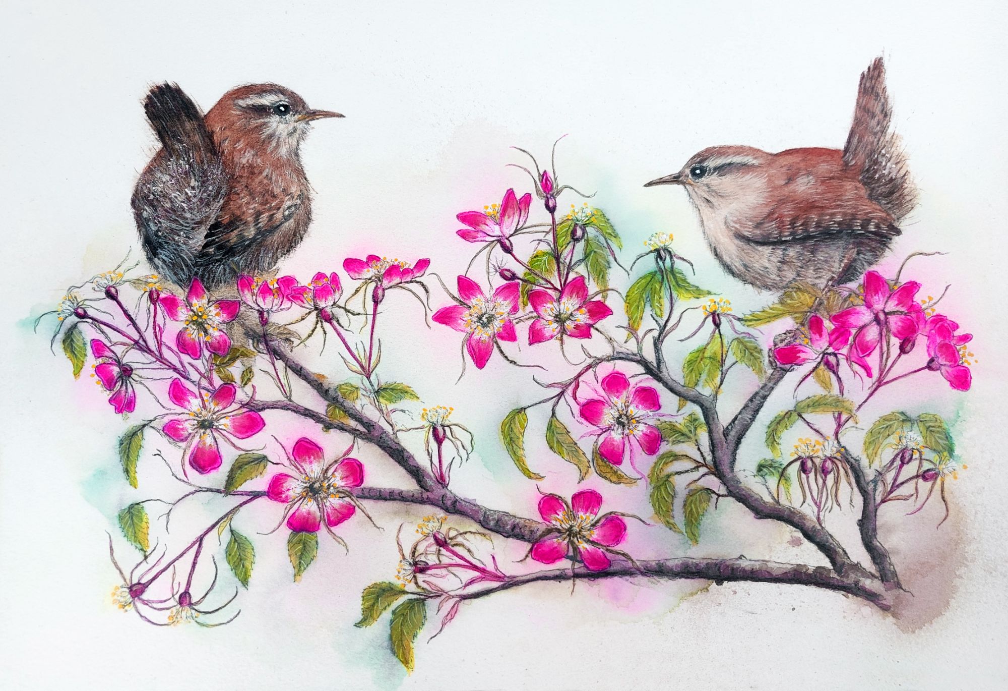 wrens on roses