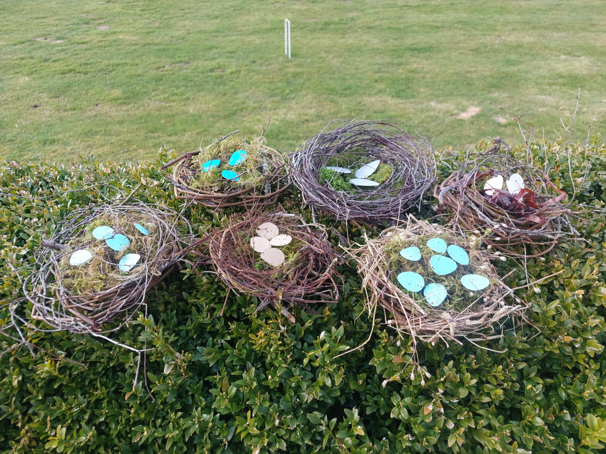 birds nests