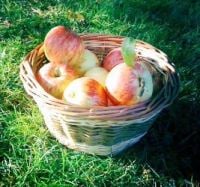 Small round basket with apples Small round basket with apples