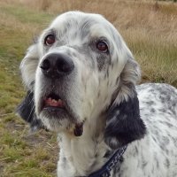 Merlin, English Setter