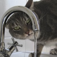 Cat drinks from tap