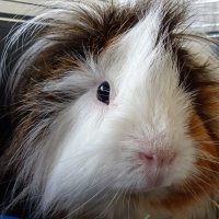 Guinea pig boarding