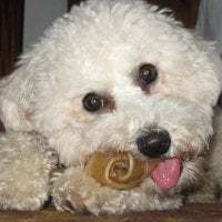 Bichon