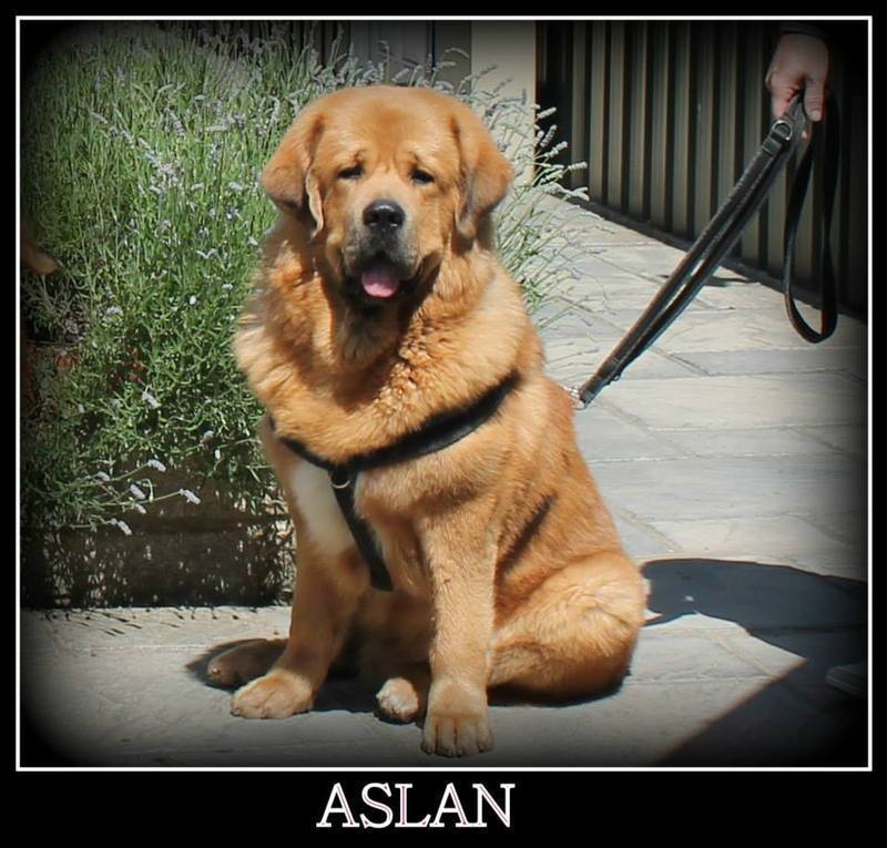 Aslan