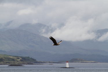 sea eagle shaz stanley