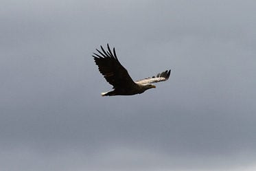 sea eagle shaz stanley 2