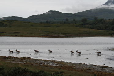 shaz stanley deer crossing