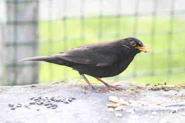  blackbird eastcroft
