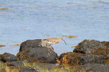 sharon curlew